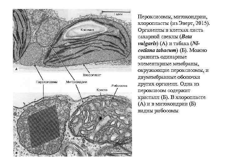 Пероксисомы в животной клетке