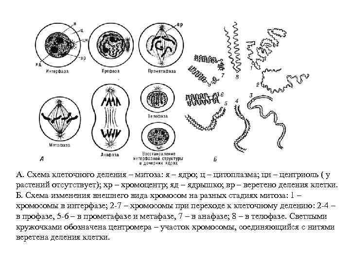 А. Схема клеточного деления – митоза: я – ядро; ц – цитоплазма; цн –