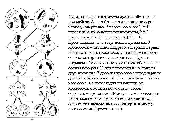 Ядро диплоидной клетки. Поведение хромосом при редукционном делении мейоза.. Схема деления диплоидной клетки. Схему деления клеток и их хромосом. Схема мейоза клетки с четырьмя хромосомами.