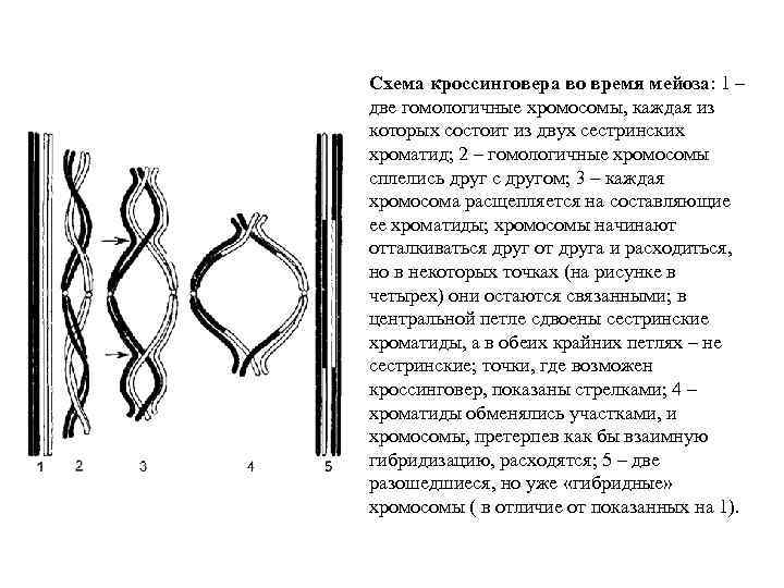 Схема кроссинговера во время мейоза: 1 – две гомологичные хромосомы, каждая из которых состоит