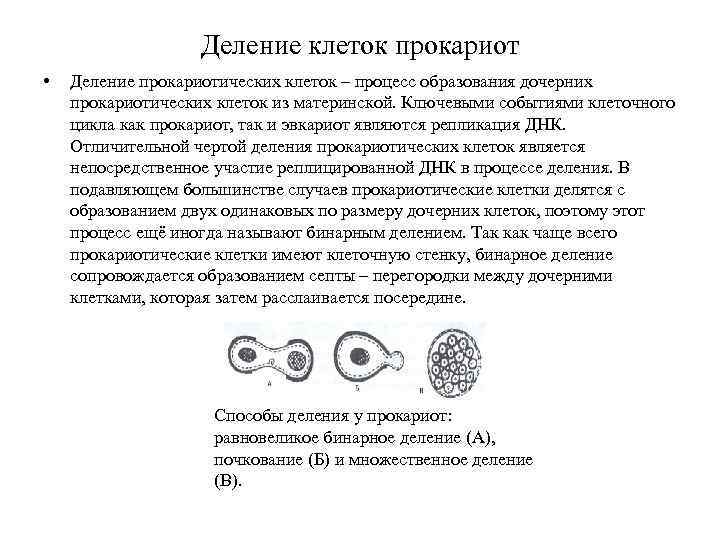 Деление клеток прокариот • Деление прокариотических клеток – процесс образования дочерних прокариотических клеток из