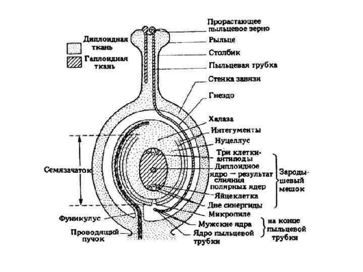 На рисунке семязачаток обозначен цифрой. Пестик строение семяпочка. Строение пестика и семязачатка. Схема формирования семязачатка зародышевого мешка. Схема строения семязачатка.