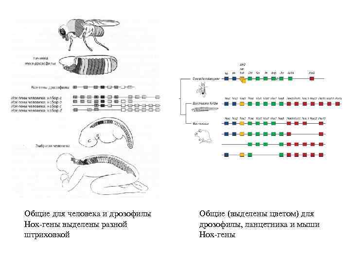 Общие для человека и дрозофилы Hox-гены выделены разной штриховкой Общие (выделены цветом) для дрозофилы,