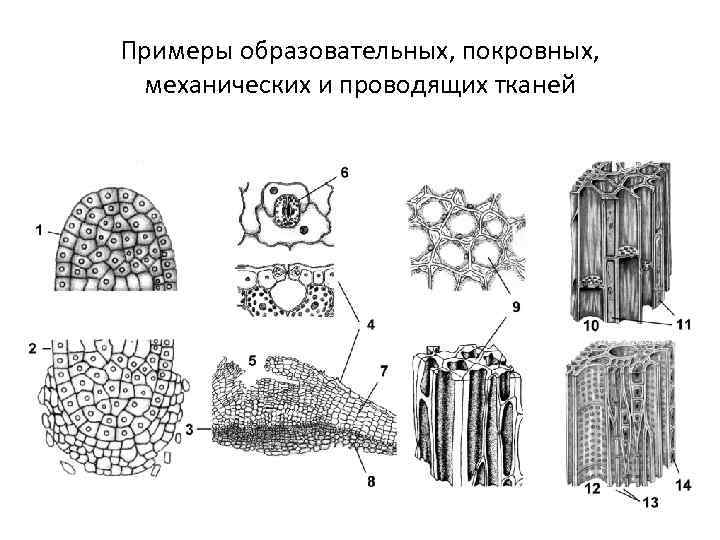 Примеры образовательных, покровных, механических и проводящих тканей 