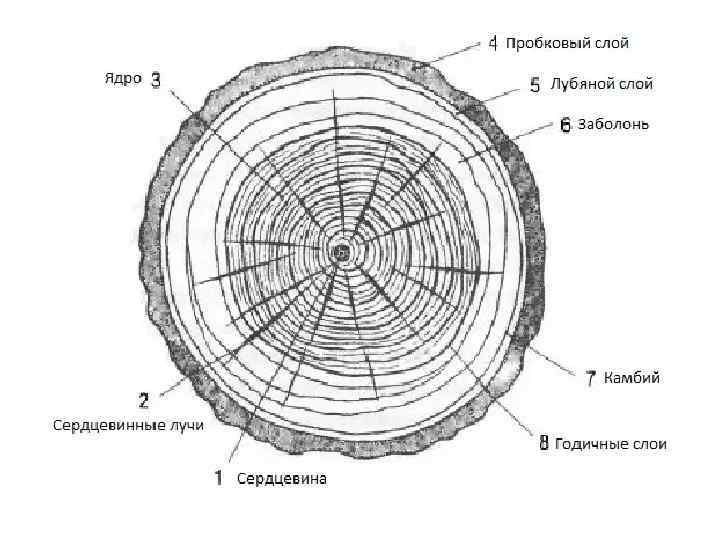 Рисунок древесины в разрезе