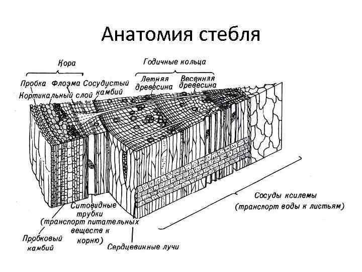 Анатомия стебля 