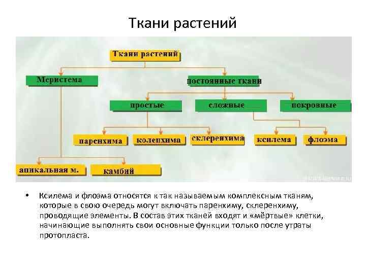 Ткани растений • Ксилема и флоэма относятся к так называемым комплексным тканям, которые в