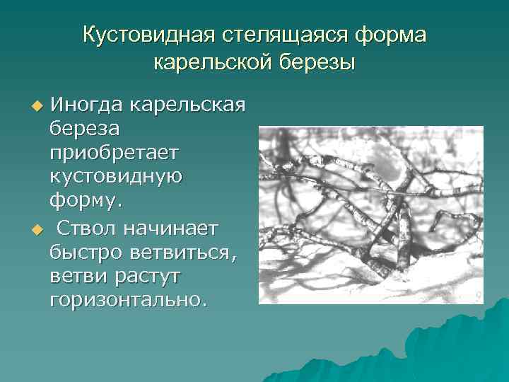 Кустовидная стелящаяся форма карельской березы Иногда карельская береза приобретает кустовидную форму. u Ствол начинает