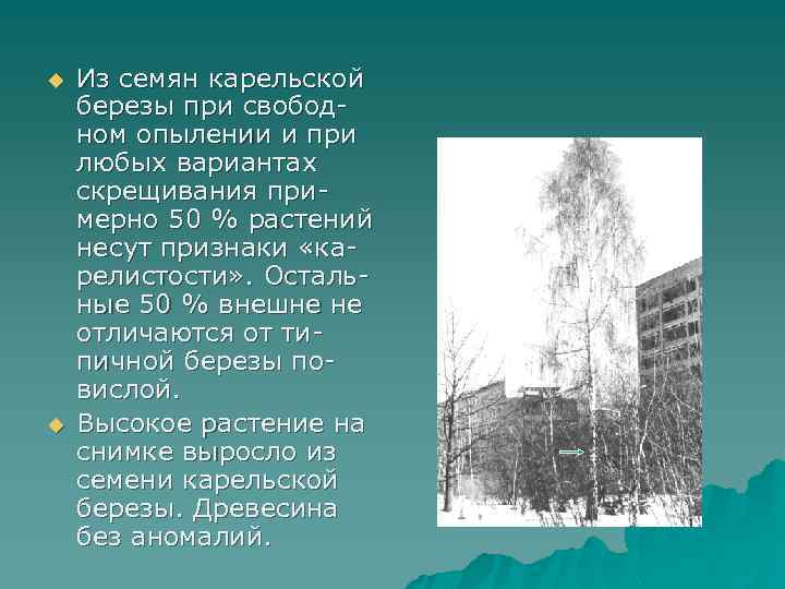 u u Из семян карельской березы при свободном опылении и при любых вариантах скрещивания