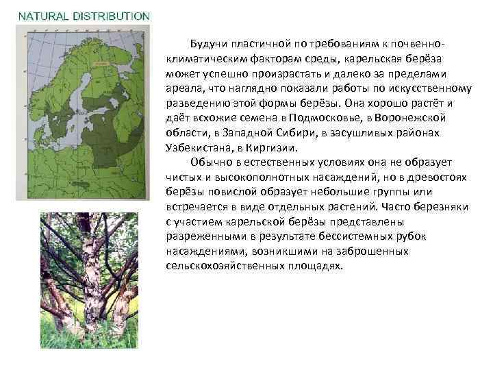 Будучи пластичной по требованиям к почвенноклиматическим факторам среды, карельская берёза может успешно произрастать и