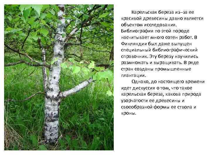 Карельская береза из–за ее красивой древесины давно является объектом исследования. Библиография по этой породе