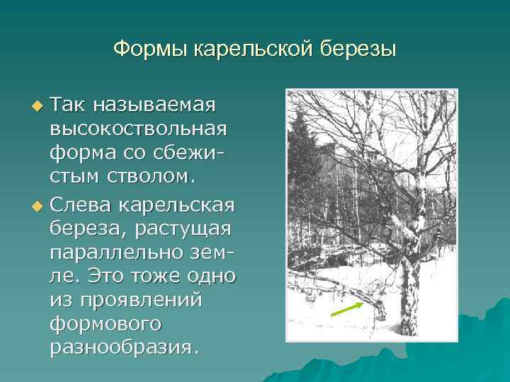 Формы карельской березы Так называемая высокоствольная форма со сбежистым стволом. u Слева карельская береза,