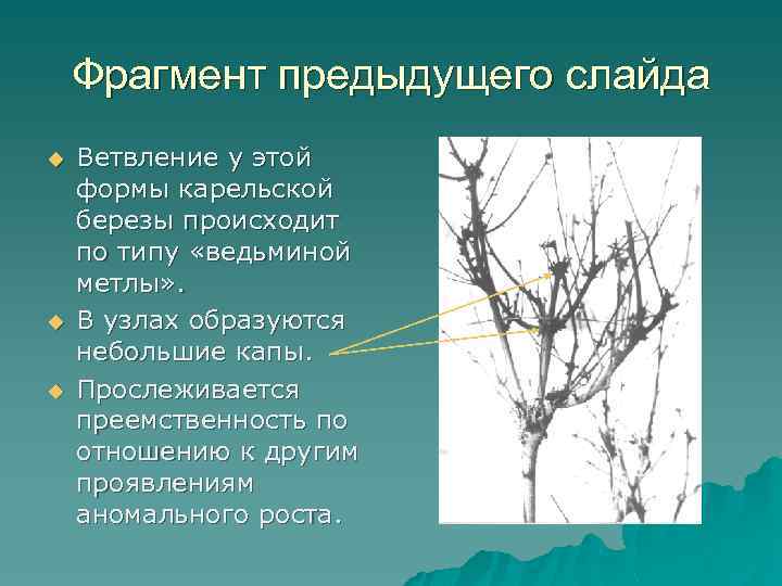 Фрагмент предыдущего слайда u u u Ветвление у этой формы карельской березы происходит по