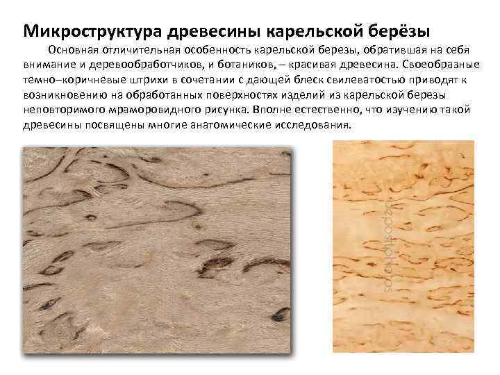 Микроструктура древесины карельской берёзы Основная отличительная особенность карельской березы, обратившая на себя внимание и