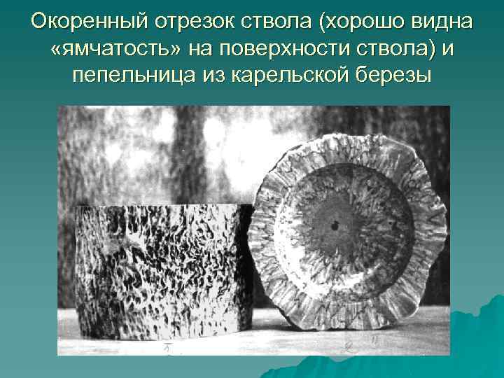 Окоренный отрезок ствола (хорошо видна «ямчатость» на поверхности ствола) и пепельница из карельской березы