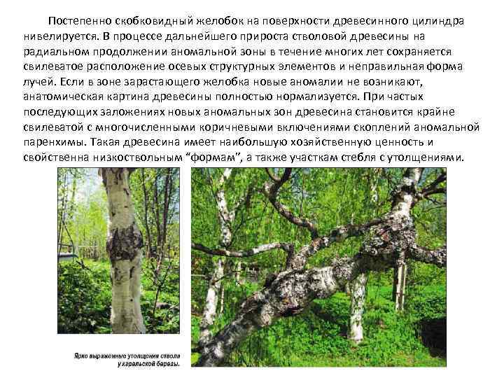 Постепенно скобковидный желобок на поверхности древесинного цилиндра нивелируется. В процессе дальнейшего прироста стволовой древесины