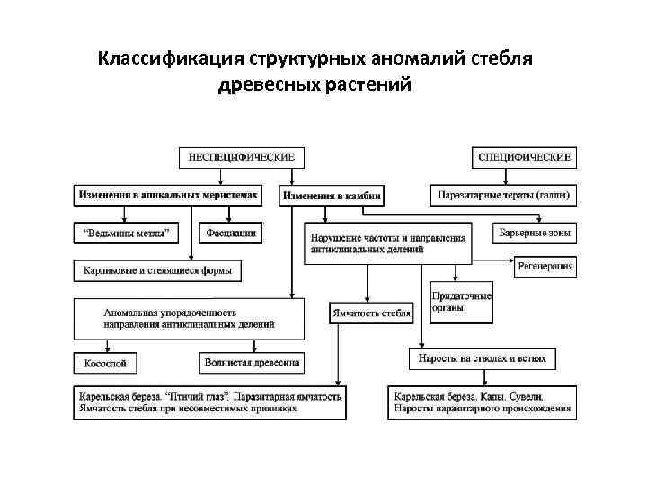 Классификация структурных аномалий стебля древесных растений 