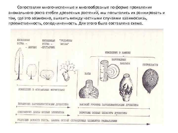 Сопоставляя многочисленные и многообразные по форме проявления аномального роста стебля древесных растений, мы попытались