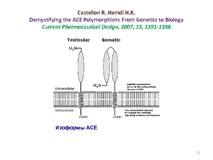 Castellon R. Hamdi H. K. Demystifying the ACE Polymorphism: From Genetics to Biology Current