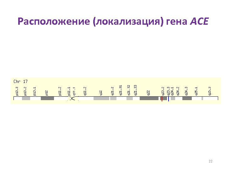 Расположение (локализация) гена ACE 22 