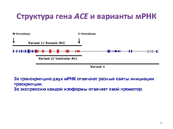 Структура гена ACE и варианты м. РНК За транскрипцию двух м. РНК отвечают разные