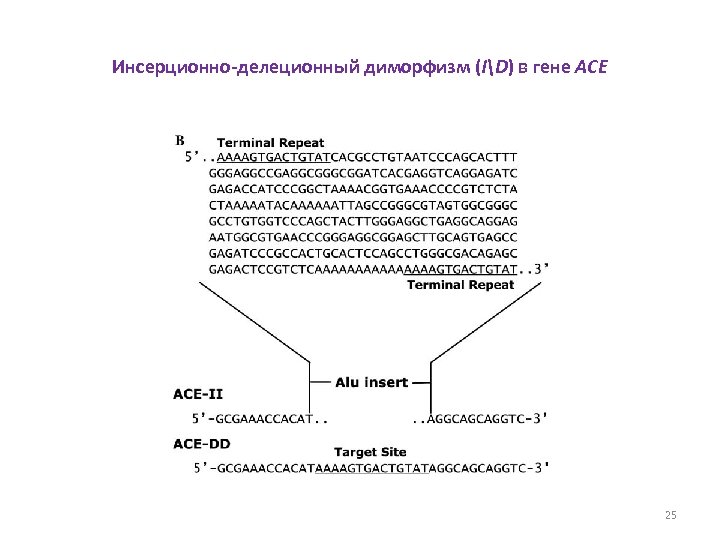 Инсерционно-делеционный диморфизм (ID) в гене ACE 25 