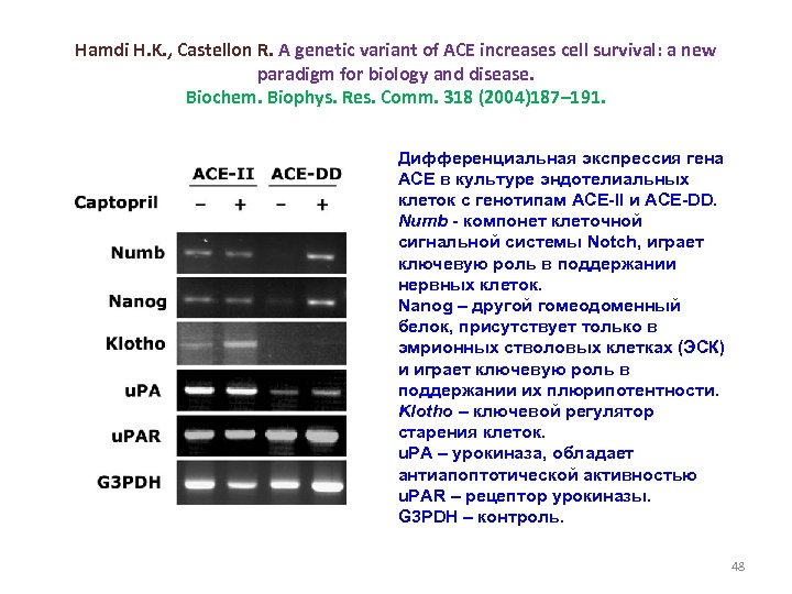 Hamdi H. K. , Castellon R. A genetic variant of ACE increases cell survival: