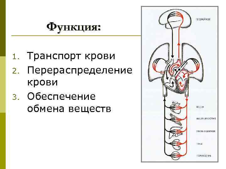 Функция: 1. 2. 3. Транспорт крови Перераспределение крови Обеспечение обмена веществ 