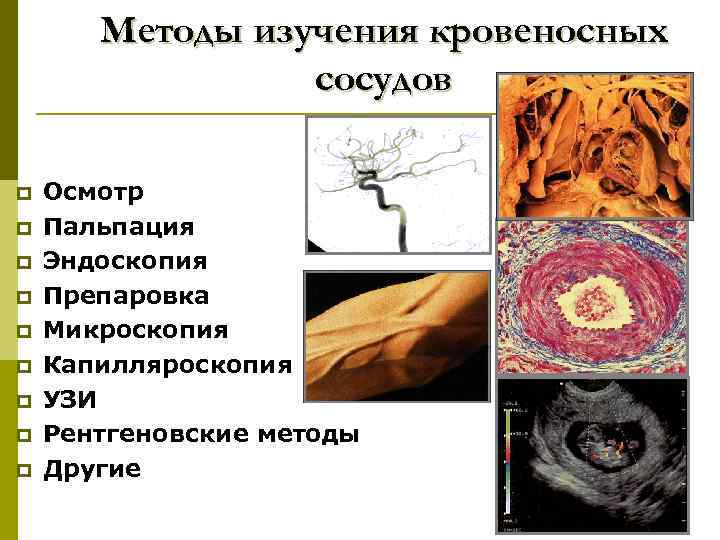 Методы изучения кровеносных сосудов p p p p p Осмотр Пальпация Эндоскопия Препаровка Микроскопия