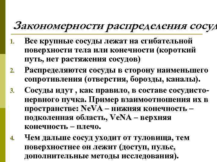 Закономерности распределения сосуд 1. 2. 3. 4. Все крупные сосуды лежат на сгибательной поверхности