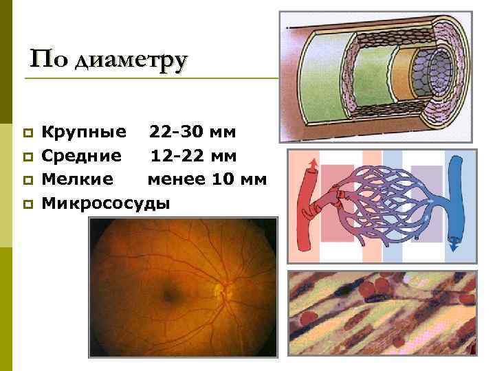 По диаметру p p Крупные 22 -30 мм Средние 12 -22 мм Мелкие менее