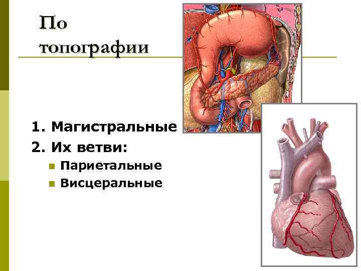 По топографии 1. Магистральные 2. Их ветви: n n Париетальные Висцеральные 