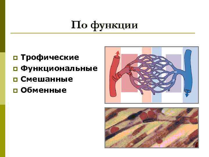 По функции p p Трофические Функциональные Смешанные Обменные 