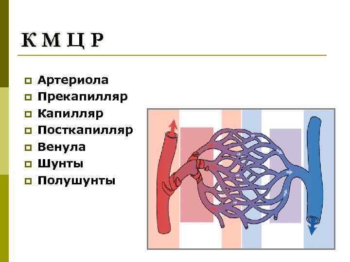 Строение артериолы. Артериолы и прекапилляры. Строение прекапилляров. Прекапилляры капилляры посткапилляры. Прекапилляры особенности строения и функции.