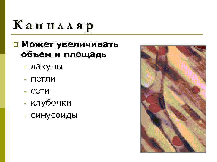 Капилляр p Может увеличивать объем и площадь - лакуны - петли - сети -