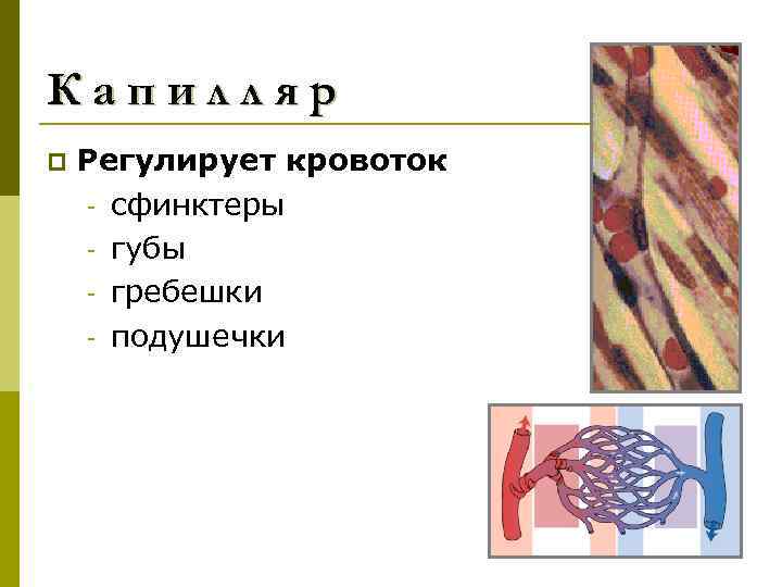 Капилляр p Регулирует кровоток - сфинктеры - губы - гребешки - подушечки 