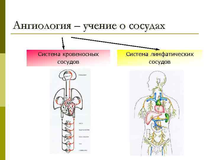Ангиология – учение о сосудах Система кровеносных сосудов Система лимфатических сосудов 