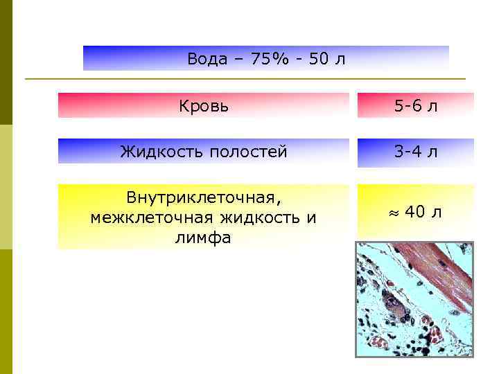 Вода – 75% - 50 л Кровь 5 -6 л Жидкость полостей 3 -4