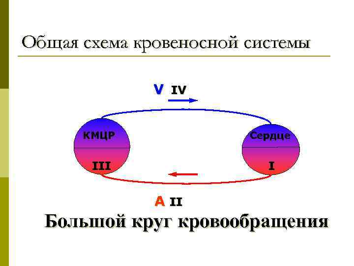 Общая схема кровеносной системы V IV КМЦР Сердце III I A II Большой круг