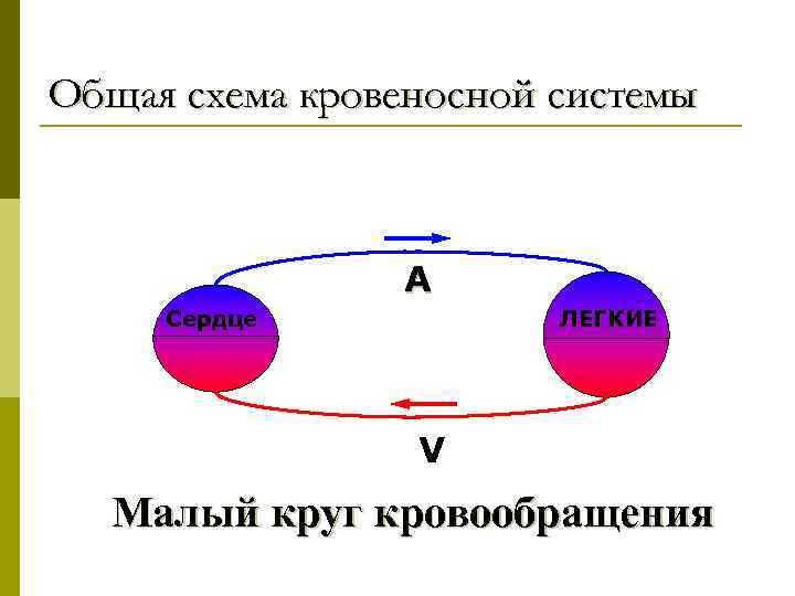 Общая схема кровеносной системы A Сердце ЛЕГКИЕ V Малый круг кровообращения 