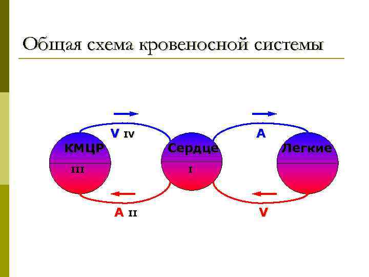 Общая схема кровеносной системы КМЦР V IV III Сердце A II V Легкие 