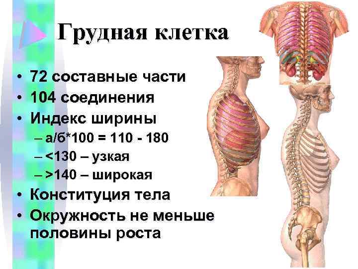 Грудная клетка • • • 72 составные части 104 соединения Индекс ширины – а/б*100