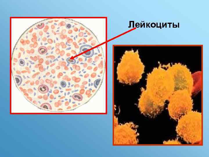 Лейкоциты 