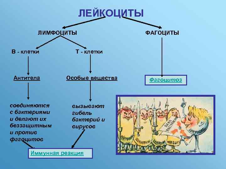 ЛЕЙКОЦИТЫ ЛИМФОЦИТЫ В - клетки Антитела соединяются с бактериями и делают их беззащитным и