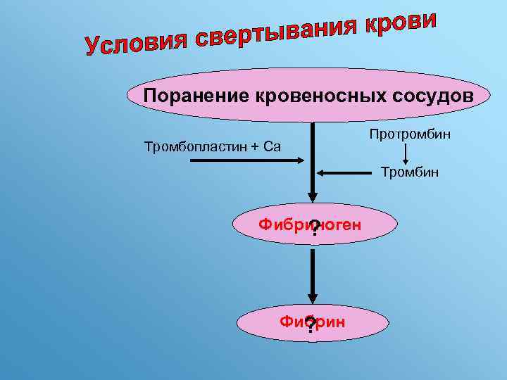 Поранение кровеносных сосудов Тромбопластин + Са Протромбин Тромбин Фибриноген ? Фибрин ? 