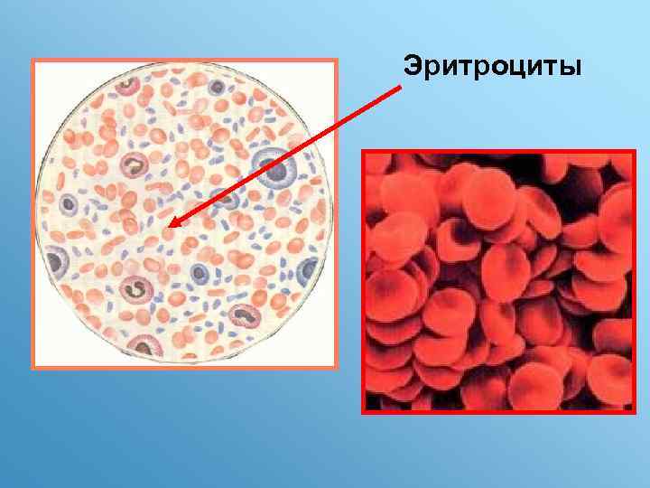Эритроциты 