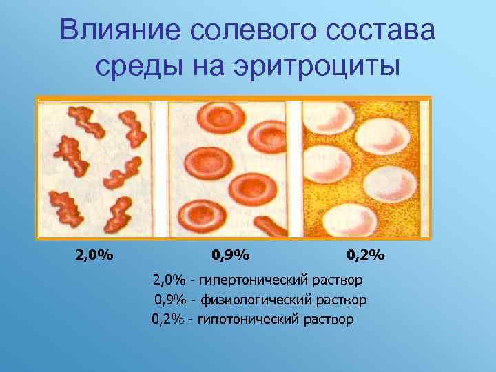 Влияние солевого состава среды на эритроциты 2, 0% 0, 9% 0, 2% 2, 0%