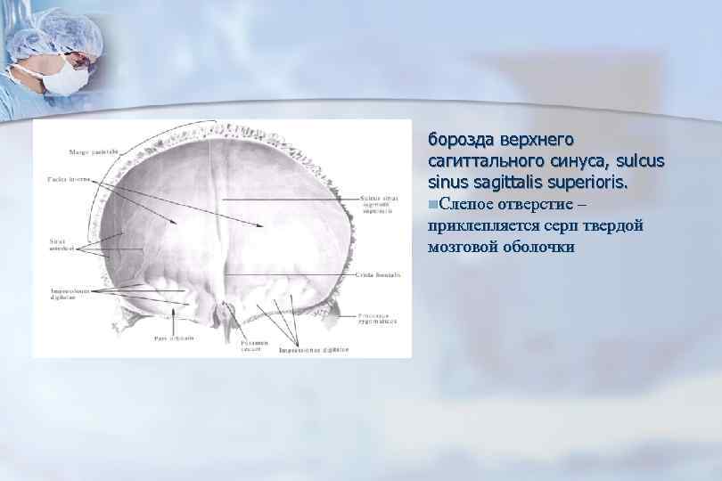 Борозды сагиттального синуса