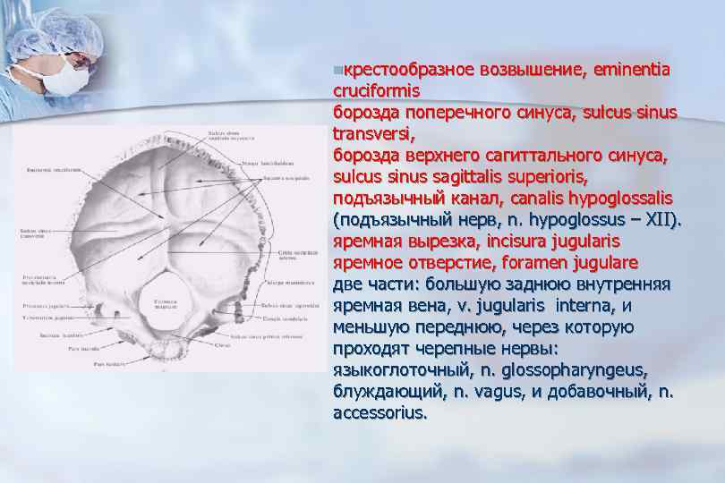 Борозды синусов. Борозда поперечного синуса. Юорозла поперечног синцчв. Борозда верхнего сагиттального синуса. Борозда верхнего сагиттального синуса синуса.