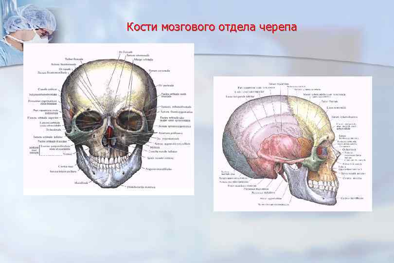 Кости мозгового отдела черепа. Строение мозгового отдела черепа. Кости мозгового и лицевого отдела черепа. Кости мозгового отдела анатомия. Кости мозгового черепа лицевой отдел мозговой.